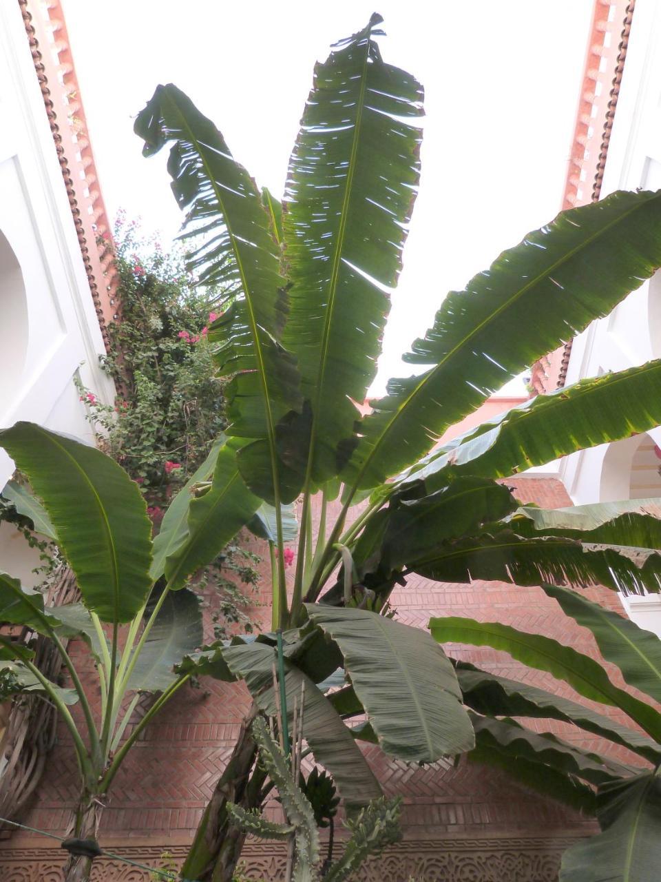 Riad Habib Marrakesch Exterior foto